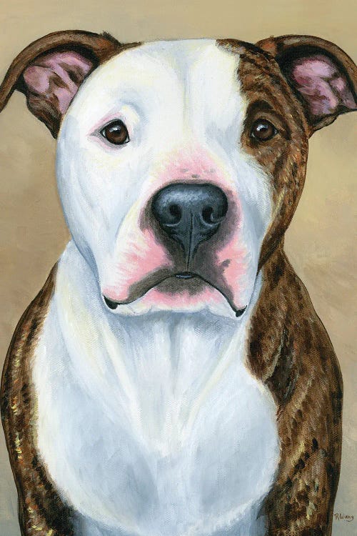 Brindle And White Pitbull Terrier