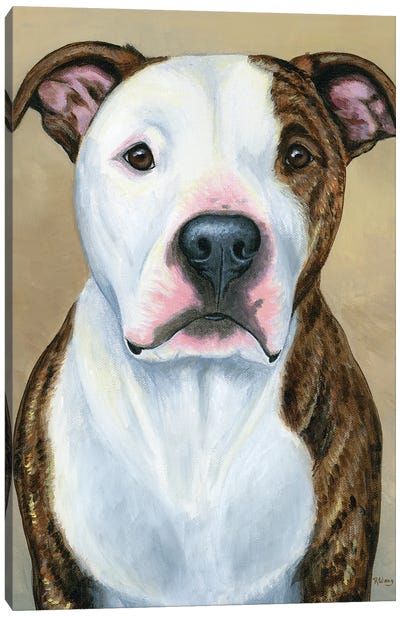 Brindle And White Pitbull Terrier Canvas Art Print - Pit Bull Art
