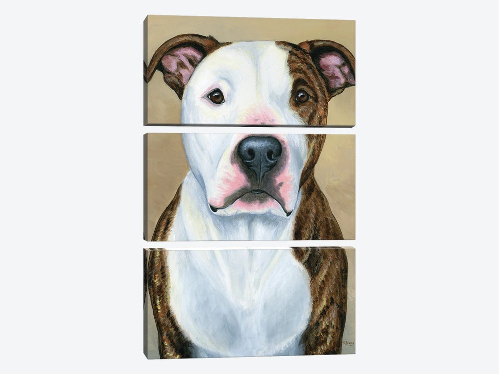 Brindle And White Pitbull Terrier 3-piece Canvas Print