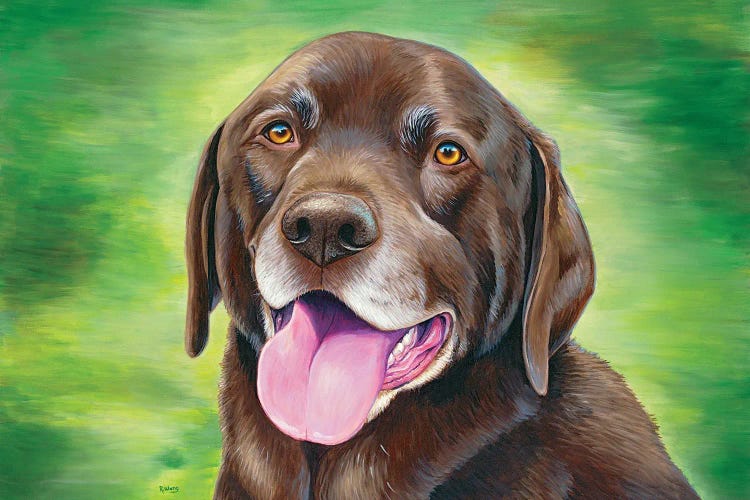 Chocolate Labrador Retriever