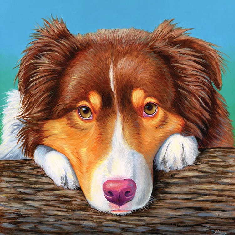 Red Tricolor Australian Shepherd Dog