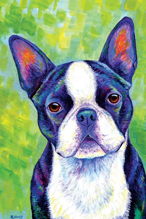 Effervescent - Boston Terrier