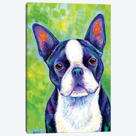 Effervescent - Boston Terrier Canvas Print #RBW10} by Rebecca Wang Canvas Artwork