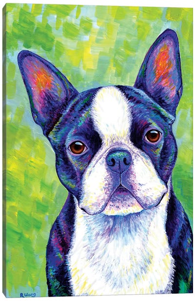 Effervescent - Boston Terrier Canvas Art Print - Rebecca Wang