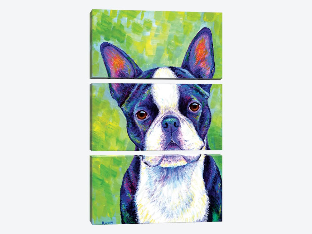 Effervescent - Boston Terrier by Rebecca Wang 3-piece Canvas Wall Art