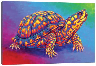 Rainbow Eastern Box Turtle Canvas Art Print - Turtle Art