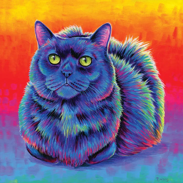 Fiery Rainbow Black Cat