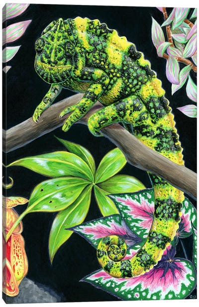 Meller's Chameleon Canvas Art Print - Chameleon Art