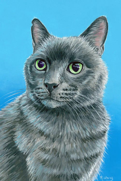 Russian Blue Cat