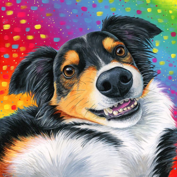 Tricolor Australian Shepherd Dog