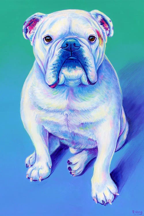 White English Bulldog