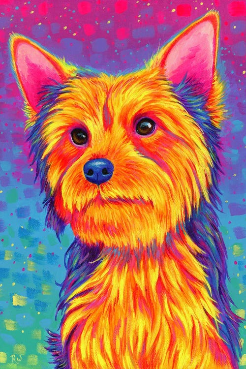 Yorkshire Terrier