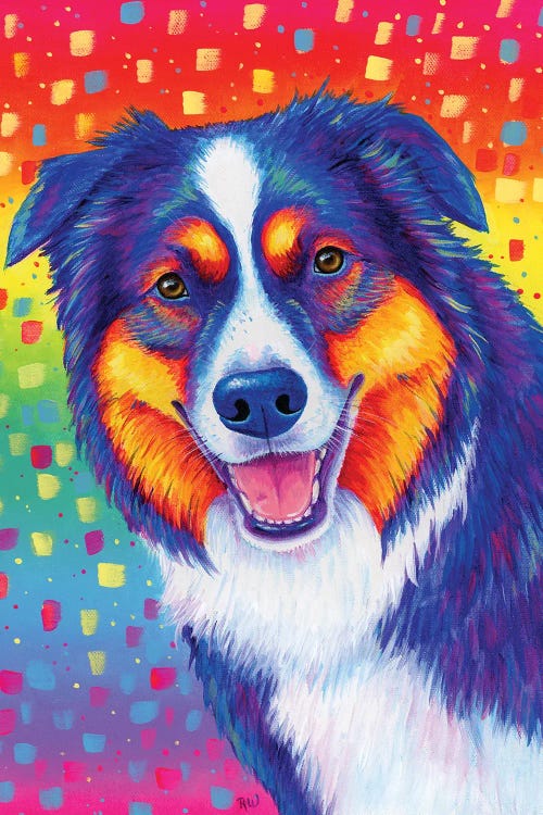 Australian Shepherd