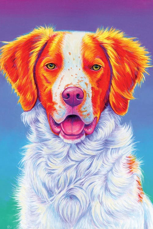 Brittany Spaniel