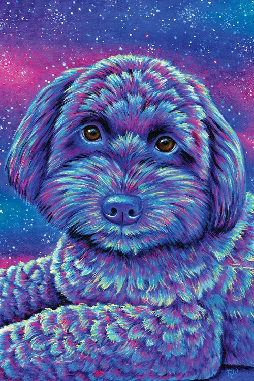 Starry Schnoodle