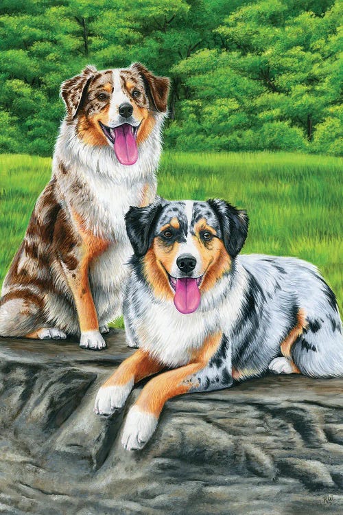 Two Australian Shepherd Dogs