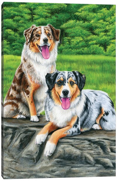 Two Australian Shepherd Dogs Canvas Art Print - Australian Shepherd Art