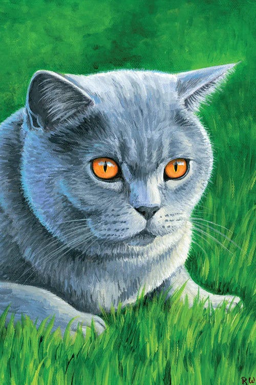 Grey British Shorthair