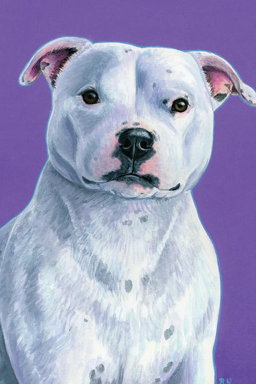 White Staffordshire Bull Terrier On Purple