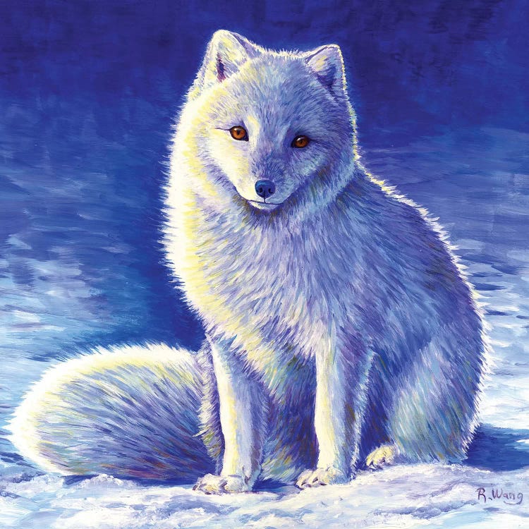 Peaceful Winter - Arctic Fox