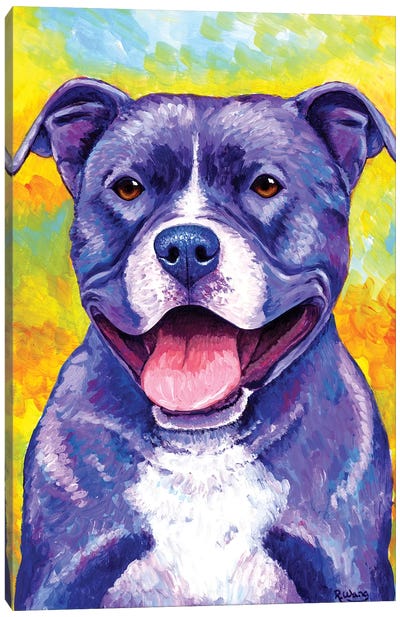 Peppy Pitbull Dog Canvas Art Print - Pit Bull Art