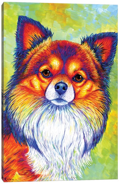 Small and Sassy - Chihuahua Canvas Art Print - Chihuahua Art