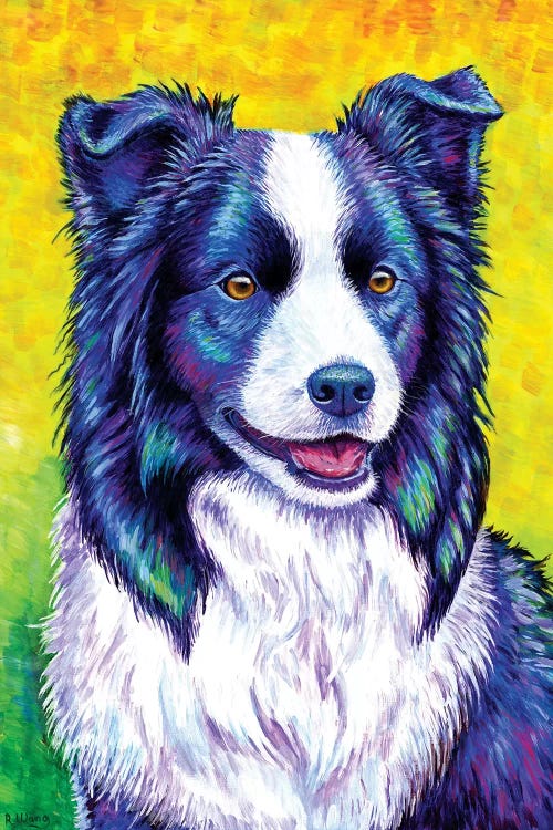 Watchful Eye - Border Collie