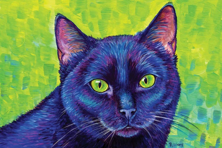 Black Cat With Chartreuse Eyes