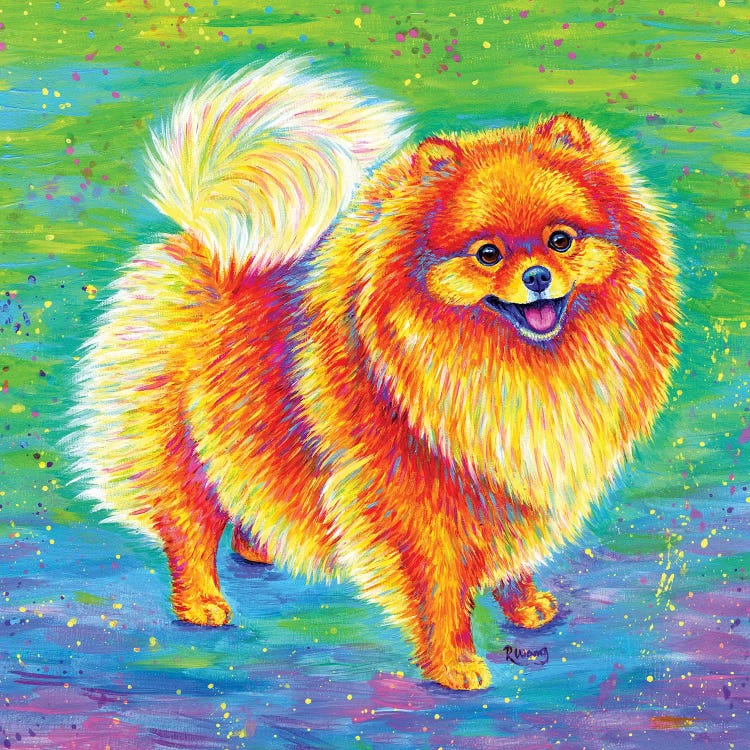 Rainbow Pomeranian