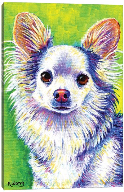 Cute Chihuahua Canvas Art Print - Rebecca Wang