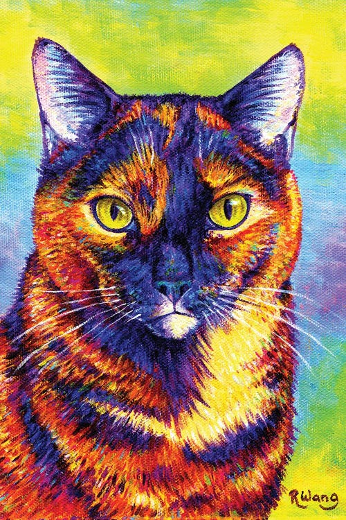 Colorful Tortoiseshell Cat