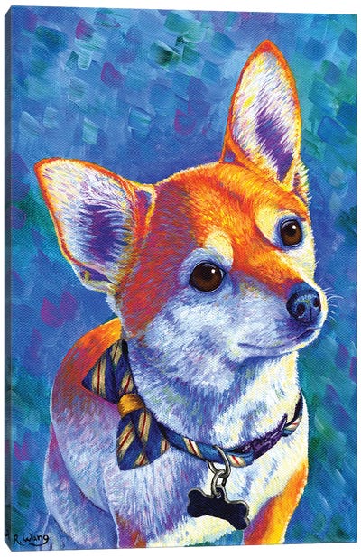 Curious Chihuahua Dog Canvas Art Print - Rebecca Wang