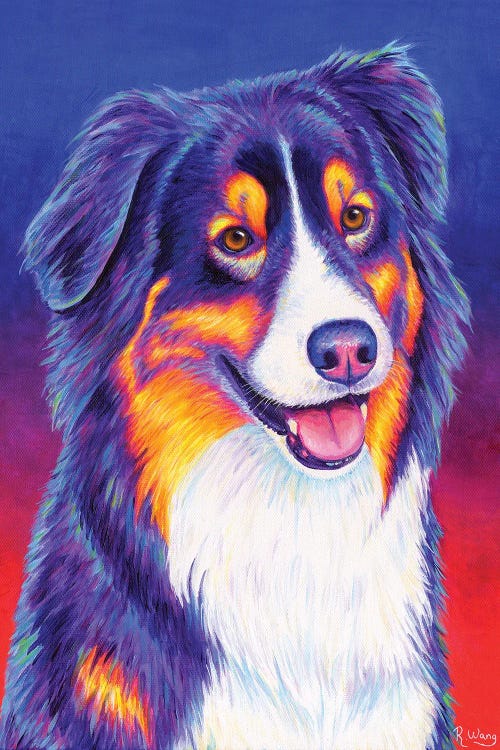 Colorful Tricolor Australian Shepherd