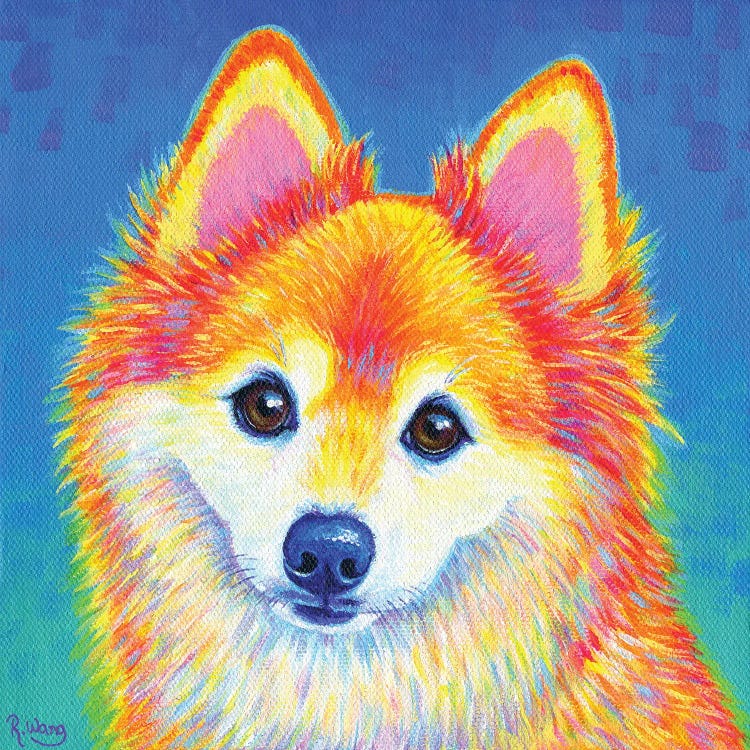 Cute Colorful Pomeranian