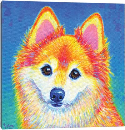 Cute Colorful Pomeranian Canvas Art Print - Rebecca Wang