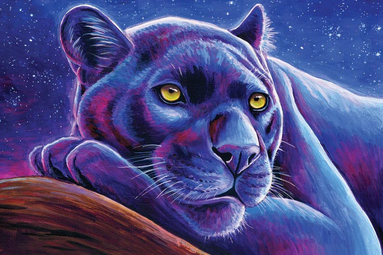 Stargazing Black Leopard