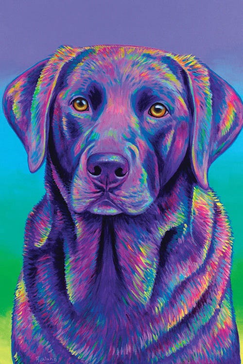 Purple Chocolate Labrador