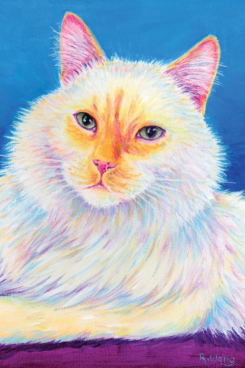 Fluffy Flame Point Siamese Cat