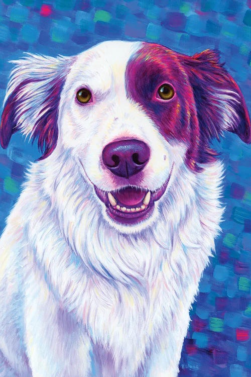 Beautiful Border Collie Dog