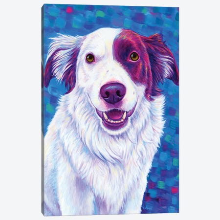 Beautiful Border Collie Dog Canvas Print #RBW97} by Rebecca Wang Canvas Print
