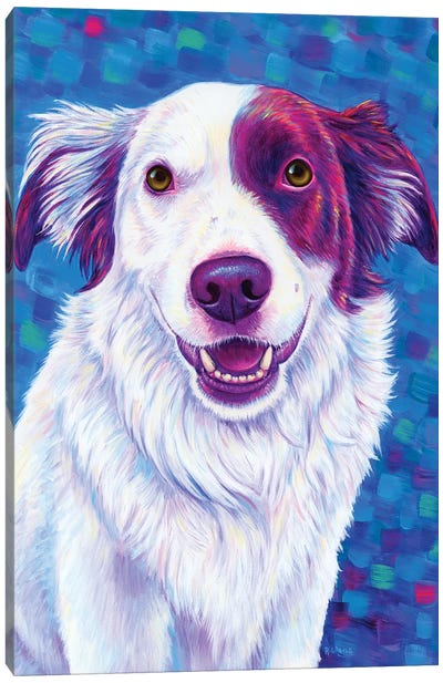 Beautiful Border Collie Dog Canvas Art Print