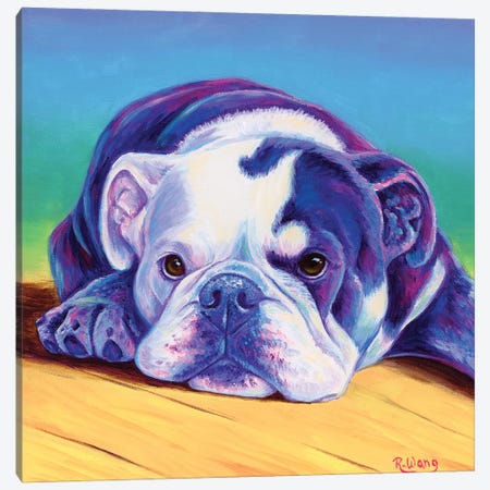 Sweet English Bulldog Canvas Print #RBW99} by Rebecca Wang Canvas Art