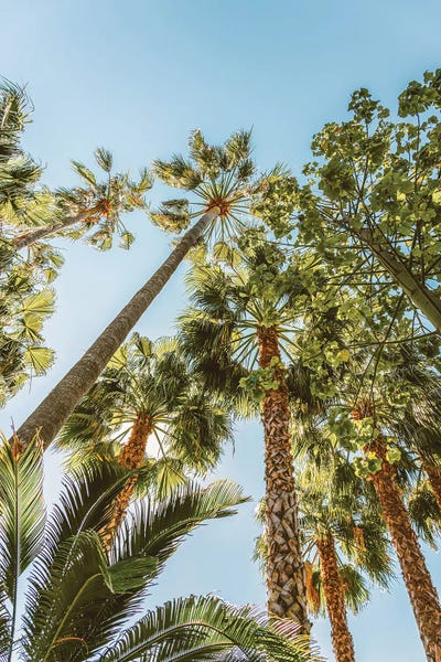 Fine Art Print: Palm Trees by Radu Bercan