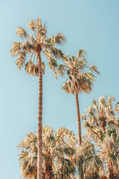 Radu Bercan: Palm Trees II by Radu Bercan