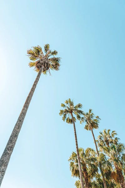 Fine Art Print: Palm Trees III by Radu Bercan