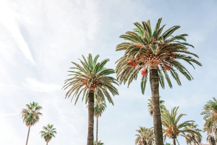 California Palm Trees, Summer Vibes, Miami Beach