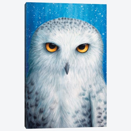 Snowy Owl Canvas Print #RCF11} by Rachel Froud Canvas Wall Art