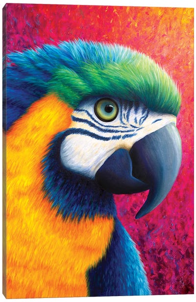 Parrot Canvas Art Print - Rachel Froud