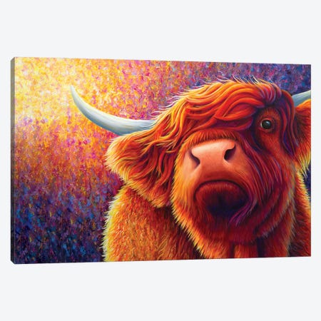 Highland Cow At Sunset Canvas Print #RCF20} by Rachel Froud Canvas Print