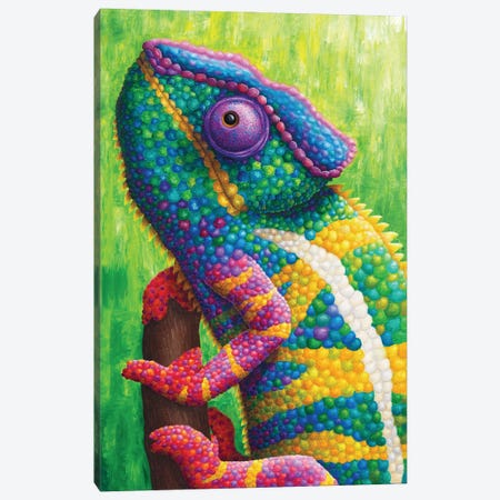 Colorful Chameleon Canvas Print #RCF30} by Rachel Froud Canvas Art
